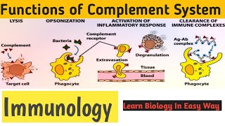 complement system  functions  Immunology Bsc Zoology  NEET biology [upl. by Aneda]