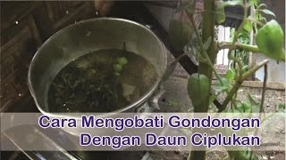 quotObat Gondongan Herbalquot Cara Mengobati Gondongan Dengan quotManfaat Daun Ciplukanquot [upl. by Elyssa]