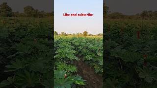 Kisan ke khati like end subscribe shortvideo ❤️💐🥰 [upl. by Stephannie]