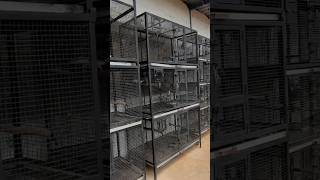 Good quality heavy breeding cages available 👌 contact 7619556242  9739765460 cagesetup birdcage [upl. by Niltiac559]