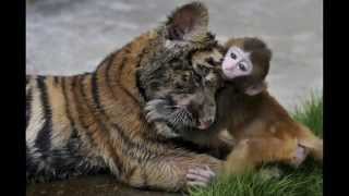 china zoo  china zoo tiger feeding  china zoo bear eats monkey [upl. by Diraf]