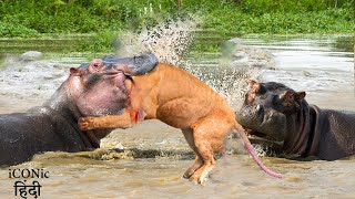 हिप्पो ने शेर का मुंह को ही तोड़ दिया  Hungry Lion Went Down To The River To Hunt Hippo [upl. by Adnam]