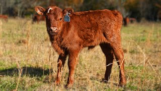 The Ultimate Guide to Calving  Raising Cattle [upl. by Ulah440]