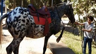 O CAVALO FLOCOS NO BANCO DA PRAÇA [upl. by Hayarahs]