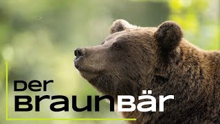 Der Braunbär  Das musst du über ihn wissen  15 spannende Fakten [upl. by Silverstein]