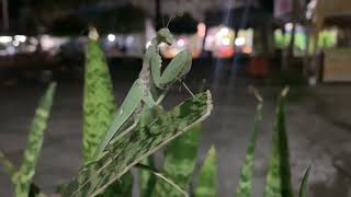 Praying Mantis  The Kungfu Predator [upl. by Lihka]