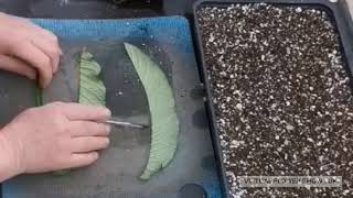 Dibleys  propagating streptocarpus from leaf cutings [upl. by Aekan]