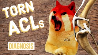 How to Tell If Your Dog Has a Torn ACL [upl. by Spaulding]