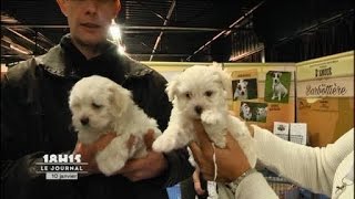 Le Mans  2ème Salon du chiot et du chaton [upl. by Immas]