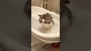 Dirty one shortvideo cat mycatchannel funny catchannel yourcat funnycats yourpet pets [upl. by Aleuname]