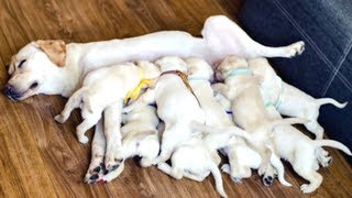 Dog Moms Nursing Their Cute Baby Puppies Videos Compilation 2018 [upl. by Nolitta964]