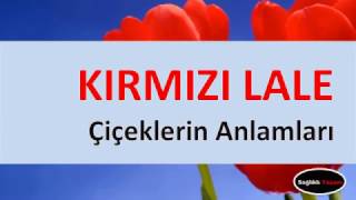 Çiçeklerin Anlamları KIRMIZI LALE [upl. by Eixirt443]