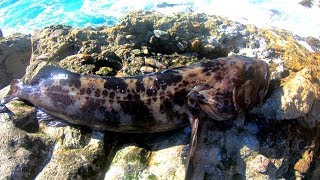 Catch and Cook on BEAUTIFUL Rocky Cliffs  Easy GOLDEN FRIED Lingcod Recipe [upl. by Otilrac]