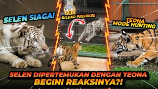 SELEN DIPERTEMUKAN DENGAN TEONA  BISA AKUR GA YA [upl. by Aisan]