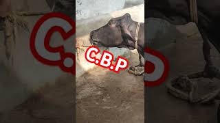 contagious bovine pleuropneumonia इस गाय को क्या हो गयाtrending animals dairyfarm doglover 🌺🏵️💉 [upl. by Arevle753]