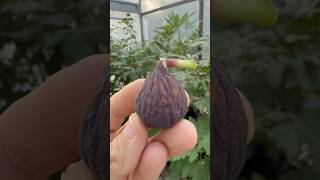 Verdal Negra fig farm fruit garden gardening love nature sun world texas figs [upl. by Nos306]