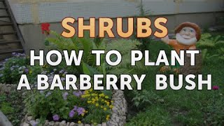 How to Plant a Barberry Bush [upl. by Retsevlys]