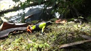 Barons Mantella Mantella baroni Habitat and Specimens [upl. by Willcox]