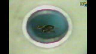 Levitating a frog with a super powerful magnetic field [upl. by Esila]