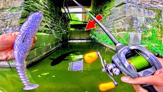 Ce vieux moulin pollué cache une énorme surprise  Pêche au leurre sur une rivière atypique [upl. by Steen611]