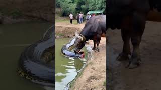 This video is absolutely beyond belief the buffalo actually ate half a python youtubeshorts [upl. by Fernandez]