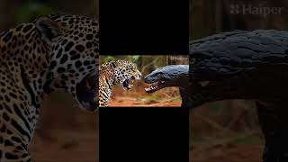 Jaguar 🐆 vs black mamba who won this fight youtubeshorts viralvideo animals [upl. by Mihcaoj]