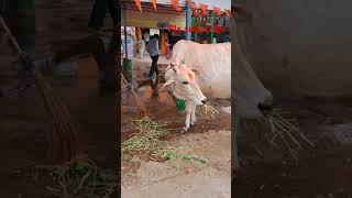 Gomatha ku ahara danam grassm cow chagantipravachanam sddk [upl. by Efthim]