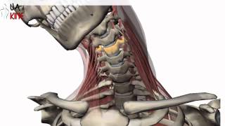 Columna Cervical Biomecanica  Artrocinematica [upl. by Clover]