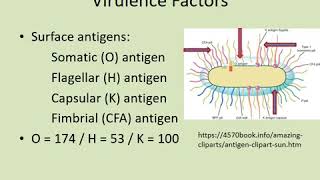 Enterobacteriaceae amp E coli  Lecture Dr Sanjay Mehta [upl. by Elgar]