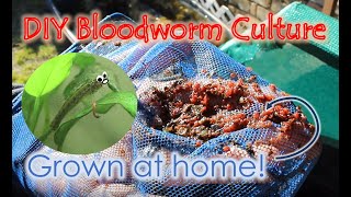 Grow Your Own BloodwormsDaphnia at Home [upl. by Ketti]