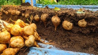 How to grow jicama fruit at home  Easy and simple method to grow Juicy potatoes at home [upl. by Ethyl]