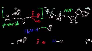 Biochemistry  Glutamine Synthetase  Biosynthesis of Glutamine [upl. by Ynnig995]