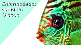 171💀⛑️ Enfermedades más comunes Peces Disco como PREVENIR o CURARLAS [upl. by Naig922]