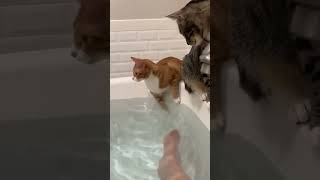 Cats fell in water 😂😂😂🥺🥺🥺catfunny funny pets [upl. by Nibor]