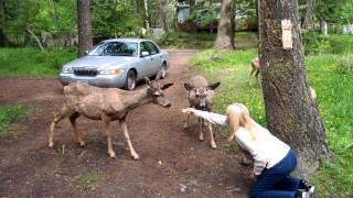 Wallowa Lake Oregon feeding the Deer [upl. by Myrtia786]