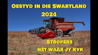 Oestyd in die Swartland 2024 [upl. by Aneej]