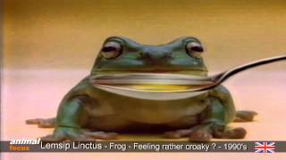 Lemsip Linctus and Expectorant  Croaky Frog  Starts crooning [upl. by Ardolino]