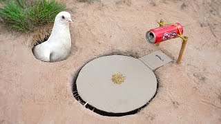 Easy Underground Pigeon Trap Using Paper And Can How To Make Bird Trap [upl. by Attennaj137]