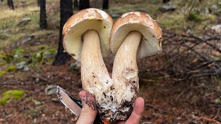 BOLETUS EDULIS BROTADON🍄‍🟫👌 SORIA 21092024 boletusedulis mushroom nature [upl. by Aitital]