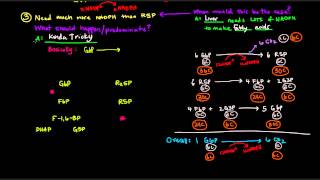 Pentose Phosphate Pathway Part 3 of 5  Control and Regulation Details [upl. by Lenahc]