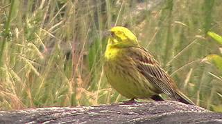 Goldammer Passeriformes Emberizidae Emberiza citrinella [upl. by Ydnal]