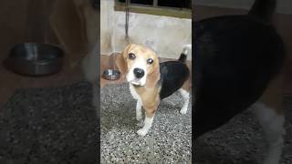 dogsound dog youtube barkingside shortvideos [upl. by Sunda790]