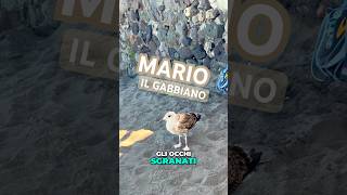 Mario il Gabbiano e la Lotta per la Sopravvivenza alle Isole Eolie [upl. by Michaele]