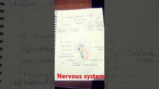 Nervous system notes [upl. by Einahpad]