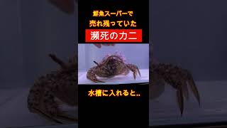 スーパーで購入した瀕死のカニを水槽に入れてみるとshorts アクアリウム カニ 水槽 [upl. by Hewet]