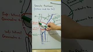 Genicular Anastomosis around knee joint [upl. by Gatias]