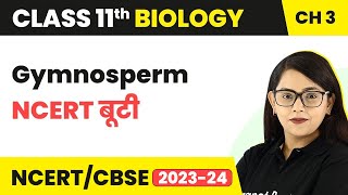 Gymnosperm  NCERT बूटी  Plant Kingdom  Class 11 Biology Chapter 3  NCERTCBSE [upl. by Seda]