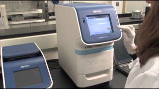 Amplify Sample with The StepOnePlus™ Real Time System qPCR step 6 [upl. by Ginder237]