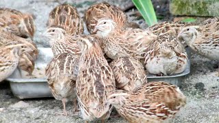 Feeding my quails in my own mini aviary [upl. by Aivatnahs]