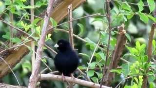 Barka Indigobird Vidua larvaticola Gambela Ethiopia 2 November 2012 [upl. by Dinin]